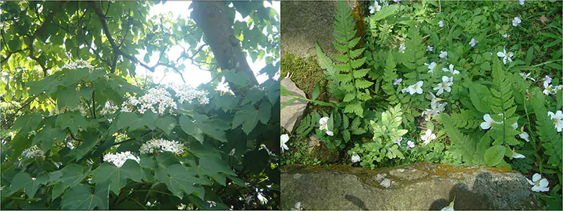 油桐花開、落滿地的照片